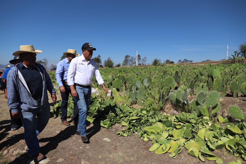 Cambian siembra de maíz por nopal en 5 municipios de Querétaro SEDEA