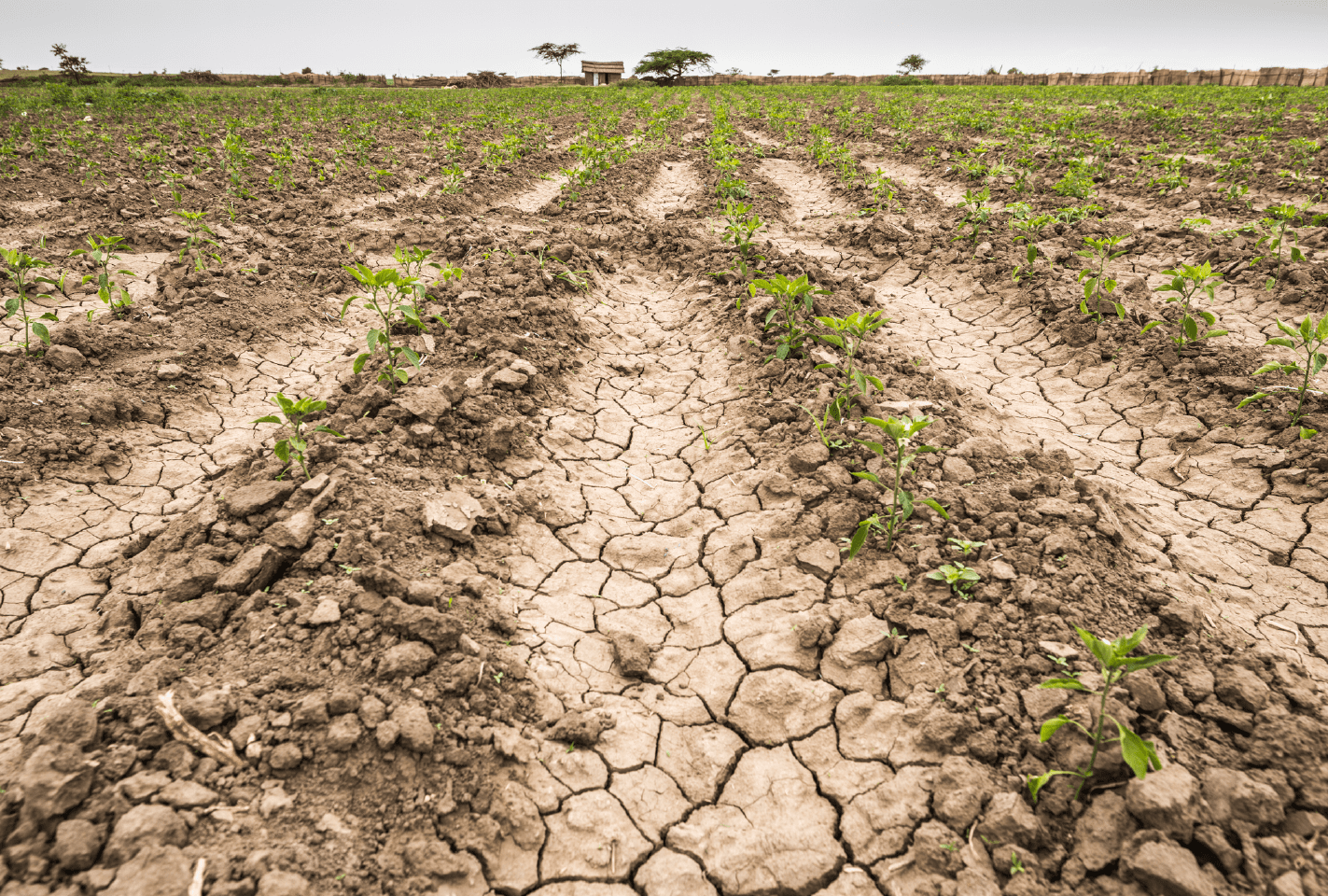 Cómo-cuidar-el-agua-durante-la-sequía-en-México__Mesa-de-trabajo-1-1