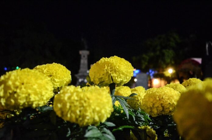 IMG-20251105-WA0068(1)